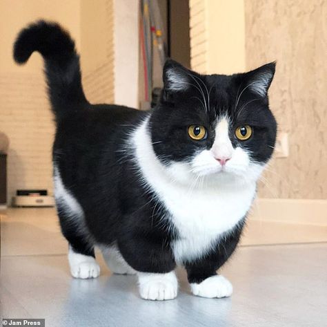 Ushakov says that the messages of support he receives from followers of Manchester's Insta... Short Legged Cats, Gato Munchkin, Munchkin Kitten, Cat Picture, Dream's Cat, Munchkin Cat, Cat Call, Daily Star, Small Cat