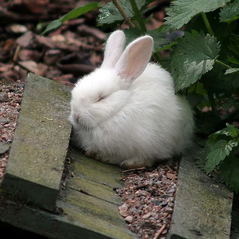 Zoo Animals Photos, Sleeping Bunny, Bunny Pictures, Rabbit Art, Baby Bunnies, Cute Animal Pictures, White Rabbit, Sweet Animals, Animal Photo