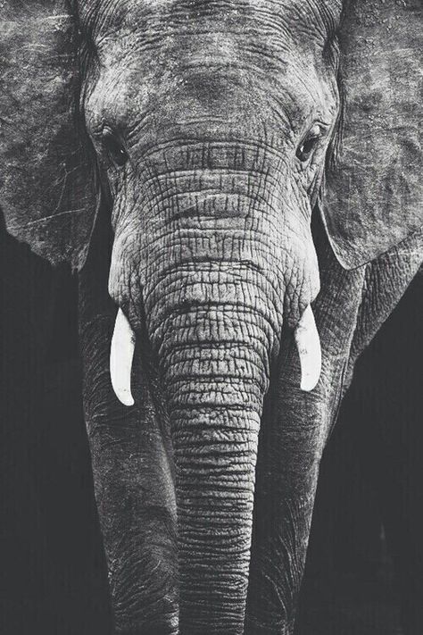 Pinterest : @JuhstEss ♡ Bull Elephant, Elephants Never Forget, Elephant Love, African Elephant, Nelson Mandela, An Elephant, Gentle Giant, African Animals, Jolie Photo