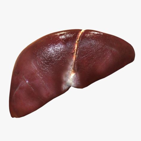 Human liver 3d model Blood Reference, Liver Organ, Liver Anatomy, Art Gcse Ideas, Sigma Boy, Anatomy Organs, Dead Bride, 3d Anatomy, Human Liver