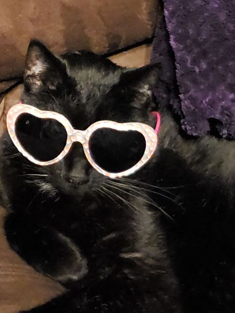 Too cool for school Fun Glasses Aesthetic, Black Cat Glasses, Cat With Heart Glasses, Black Cat With Glasses, Funny Kitties, Lovecore Aesthetic, Dog With Glasses, Cat Pfp, Heart Glasses