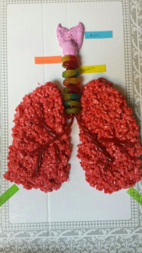 Edible model of the lungs and trachea from Rice Krispie Treats, Twizzlers, Life Savers, and taffy. Image only. Lung Project Ideas, Lung Model Projects, Lungs Model Projects, Lungs Project, Lungs Model, Animal Reproduction, Best Science Experiments, Lung Model, Thoracic Surgery