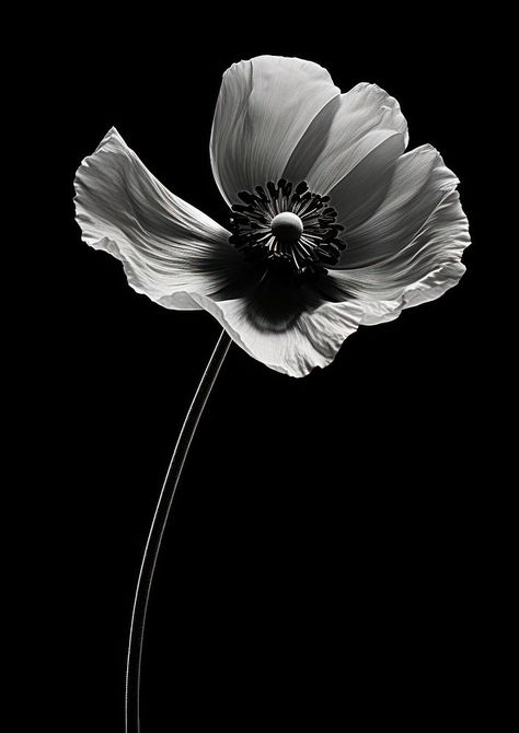 Poppy Black And White, Aesthetic Person, White Poppy Flower, Flower Portraits, Poppy Wallpaper, White Poppy, Black And White Flowers, Plant Aesthetic, Dreamy Room