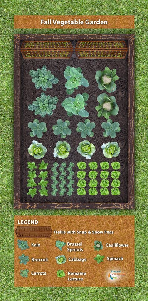 Fall Vegetable Garden Plan Vegetable Garden Plans, Fall Vegetable Garden, Organic Lawn Care, Funny Vine, Vegetable Garden Planner, Lots Of Plants, Garden Layout Vegetable, Vegetable Garden Planning, Garden Plan