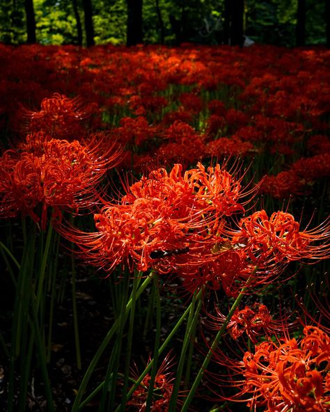 Continuing my spider lily chronicles 🕷️🕸️ Have you ever seen these flowers? I remember my first encounter with lycoris flowers a year ago - I couldn't believe such beauty can exist! Even to this day, I'm still amazed by these gorgeous gifts of nature ❤️ #sonyalpha6400 #sonycamera #sonyalphasclub #kinchakuda #巾着田 #spiderlily #lycoris #higanbana #red #redflower #autumn #autumnvibes #japanautumn #photojapan #japanphotography #kinchakudamanjushagepark #彼岸花　#ヒガンバナ #nature_special #flower_spec... Red Spider Lily Aesthetic, Spider Lillies, Digital Garden, Spider Lilies, Japan Autumn, Red Spider Lily, Spider Lily, Red Spider, Japan Photography