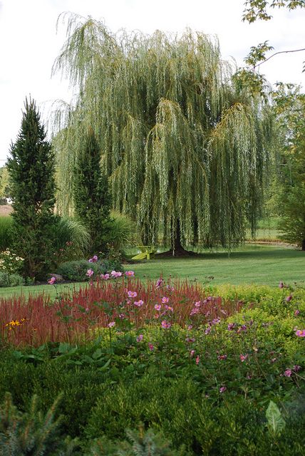 Golden Weeping Willow (Salix alba 'Tristis')  Be careful where you plant willows.  Plant well away from utility lines due to their aggressive root systems. Willow Trees Garden, Caius Volturi, Tattoo Plant, Weeping Willow Tree, Big Backyard, Weeping Willow, Mom Tips, Willow Tree, Garden Trees