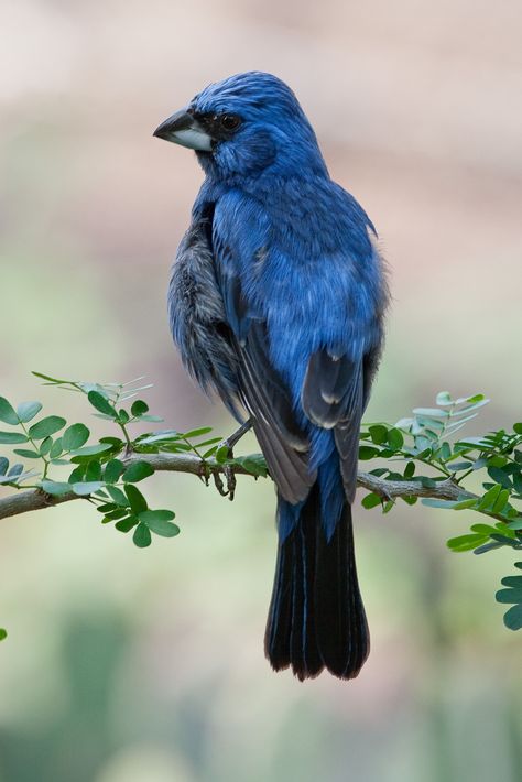 Ultramarine Grosbeak, eastern & central South America All Birds, Bird Pictures, The Zoo, Pretty Birds, Bird Photo, Colorful Birds, Animal Planet, Birds Of Paradise, Beautiful Cats