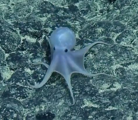 Watch sea explorers come across "Casper the Friendly Octopus", an adorable Casper Octopus who is reminiscent of the Casper the Friendly Ghost cartoon character. This little guy was found 2,300… Friendly Octopus, Octopus Gif, Sea Explorer, Wide Set Eyes, Monterey Bay Aquarium, Ghost Cartoon, Deep Sea Creatures, Casper The Friendly Ghost, Friendly Ghost