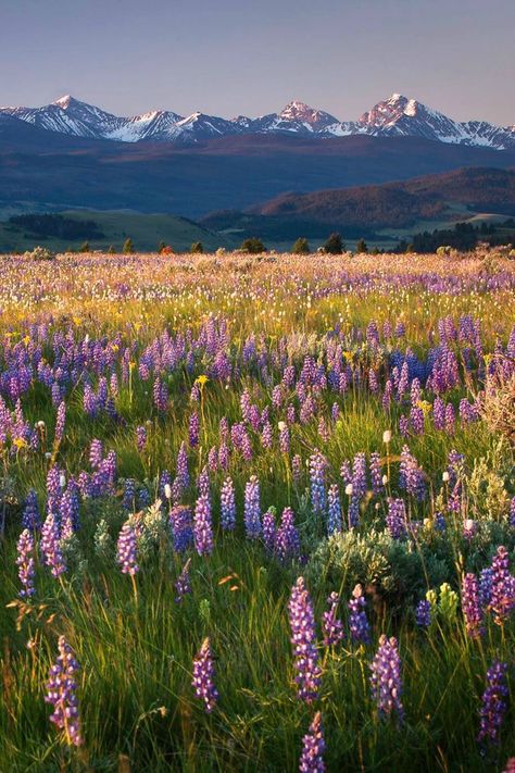 Philipsburg, Montana Philipsburg Montana, Flower References, Big Sky Country, Alam Yang Indah, Nature Aesthetic, Flower Field, Pretty Places, 그림 그리기, Adventure Time