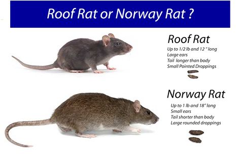 Get Rid Of Rats, Roof Rats, Norway Rat, Rat Infestation, Getting Rid Of Rats, Rat Control, Diy Pest Control, Pest Control Services, Rodents