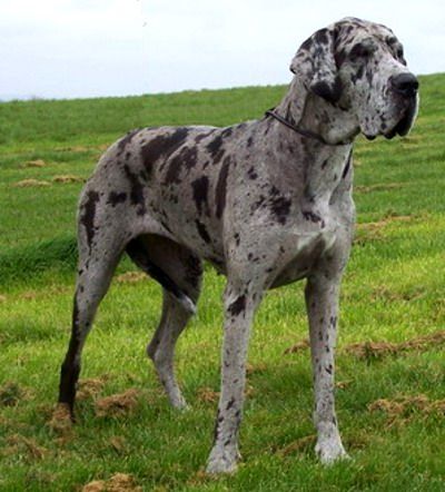 Great Dane Colors, Blue Merle Great Dane, Merle Great Danes, Alaskan Klee Kai, Dane Puppies, Great Dane Puppy, Dane Dog, Giant Dogs, Great Dane Dogs