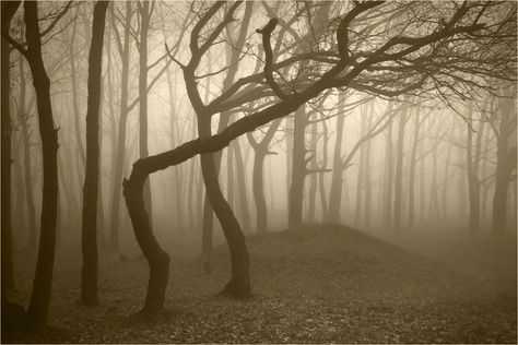 Hoia-Baciu Forest Hoia Baciu Forest, International Photography Awards, Magical Tree, Haunted Forest, Modern Metropolis, Foggy Forest, Most Haunted, Big Tree, Outdoor Photos