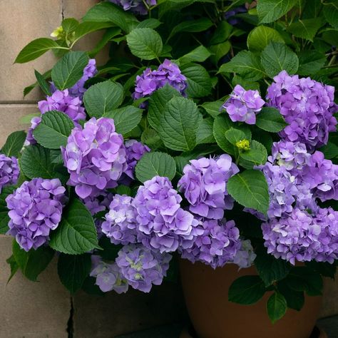 Overwintering hydrangeas in pots – this is how to keep potted hydrangeas alive over winter Hydrangeas In Pots, Potted Hydrangeas, When To Prune Hydrangeas, Deadheading Roses, Mophead Hydrangea, Hydrangea Potted, Hydrangea Serrata, Types Of Hydrangeas, Hydrangea Varieties