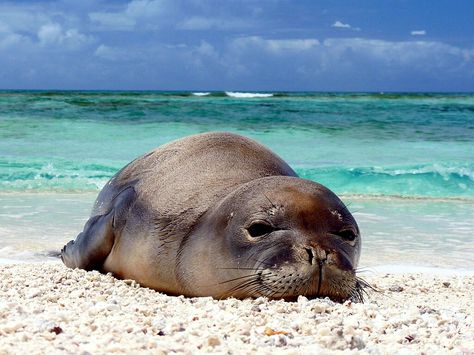 Ilio-holo-i-ka-uaua is the name given to the Hawaiian Monk Seal (Monachus schauinslandi) by the indigenous people of Hawaii and it means "dog that runs in rough waters" :) Hawaiian Monk Seal, Ocean Habitat, Monk Seal, Sea Mammal, Aquatic Animals, Endangered Animals, Marine Mammals, The Monks, Sea Lion