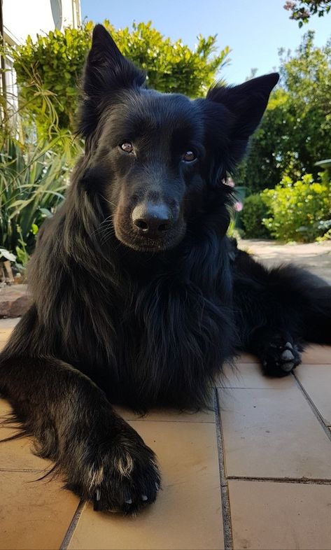 All Black German Shepard, Pretty Dog Breeds, German Shepherd Black, Black Shepherd, Black German Shepherd Dog, Wolf Dogs, Black German Shepherd, Pretty Dogs, Wolf Dog