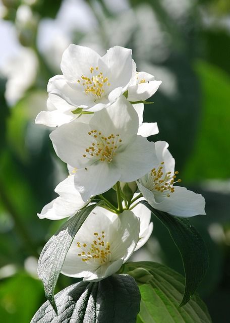 Syringa Flower, Philadelphus Coronarius, Backyard Ideas For Small Yards, Syringa Vulgaris, Mock Orange, Square Foot Gardening, Gardening Advice, Landscaping Tips, Beautiful Flowers Wallpapers