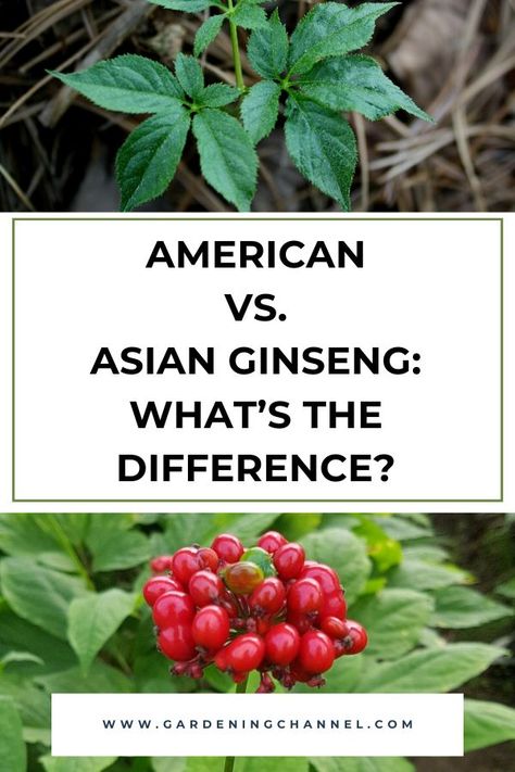 ginseng plants with text overlay American versus Asian ginseng what's the difference Wild Ginseng Plant, Red Ginseng Benefits, Growing Ginseng, Ginseng Benefits, Ginseng Plant, Siberian Ginseng, American Ginseng, Medicinal Wild Plants, Garden Hacks Diy