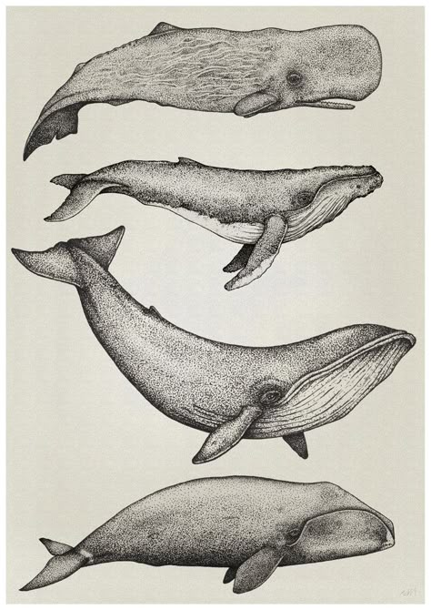 Whale Drawing, Whale Illustration, Whale Tattoos, Whale Art, Whale Print, Arte Sketchbook, Scientific Illustration, Arte Animal, Art Plastique