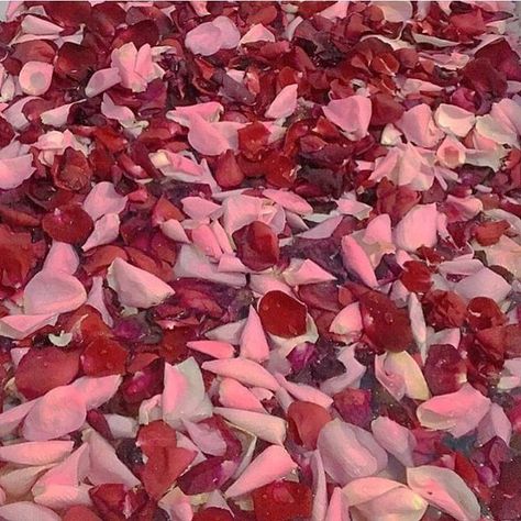 #Crimson #Red #ElectricCrimson  @awfuldolley January 20 2019 at 07:13PM https://buff.ly/2W5OTYH http://bit.ly/2FNnFjM Rosecore Aesthetic, Eros Aesthetic, Cupid Aesthetic, Starfire And Raven, Aesthetic Roses, Mazzy Star, Goddess Of Love, Crimson Red, January 20