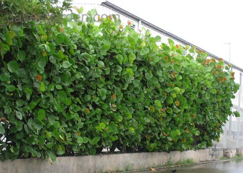 Sea Grapes used as a hedge Sea Grapes Landscaping, Best Plants For Privacy, Privacy Landscaping Front Yard, Front Yard Hedges, Plants For Privacy, Florida Plants Landscaping, Sea Grapes, Florida Backyard, Colorful Shrubs