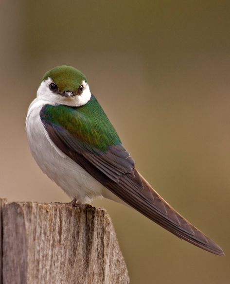 Bird Sitting, Nature Birds, Bird Pictures, Exotic Birds, Pretty Birds, Bird Photo, Colorful Birds, Cute Birds, Little Birds