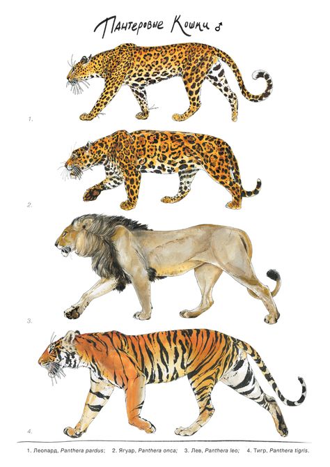 Pantherinae (big cats) illustration on Behance Big Cat Species, Animal Infographic, Panthera Tigris, Panthera Leo, Nature Science, Ink And Watercolour, Cat Species, Tiger Pictures, Draw Animals