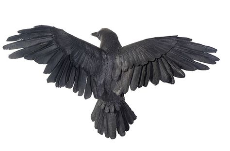 Crow Flying, Raven Tattoo, Crows Ravens, Bird Wings, Black Crow, Zoology, Birds Flying, Kraken, Black Bird