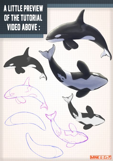 Orcas Drawings, Whale Drawing Illustrations, How To Draw An Orca, Orca Drawing Reference, Orca Art Drawing, Orca Whales Drawing, Orca References, How To Draw A Whale, Orca Whale Drawing