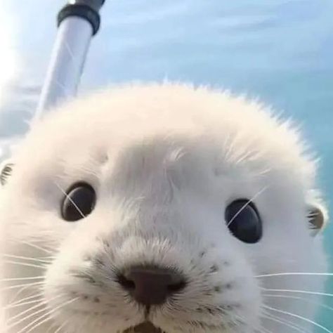 Baby Sea Otters, Otter Pup, Otter Pops, Otters Cute, Otter Love, Cute Seals, Baby Otters, Cute Small Animals, Beautiful Sea Creatures