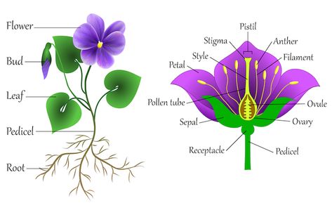 Get Creative and Learn How to Draw a Flower Step by Step Diagram Of A Flower, Plant Diagram, Flower Diagram, Draw A Flower, Plant Lessons, Flower Parts, Earth Activities, Easy Flower Drawings, Flower Step By Step