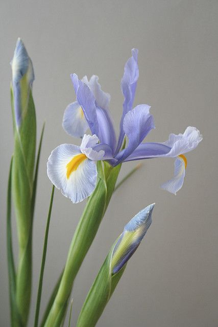 elegant sophisticated and so beautiful iris Blue Iris Flowers, Flower Identification, Iris Painting, Blue Iris, Most Beautiful Flowers, Iris Flowers, Clay Flowers, Irises, Flower Tutorial