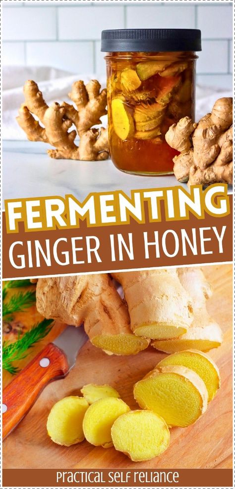 Learn the process of fermenting ginger in honey to create a potent home remedy for immunity and digestion. This easy recipe turns two simple ingredients into a powerhouse of health benefits and flavor. Find more medicinal honey recipes, ginger health benefits, ginger remedies, and Herbalism for Beginners at Practical Self Reliance. Fermenting Ginger, Ginger Jelly Recipe, Infused Honey Recipes, Ginger Remedies, Raw Honey Recipes, Ginger Health Benefits, Medicinal Honey, Fermented Ginger, Crystalized Ginger