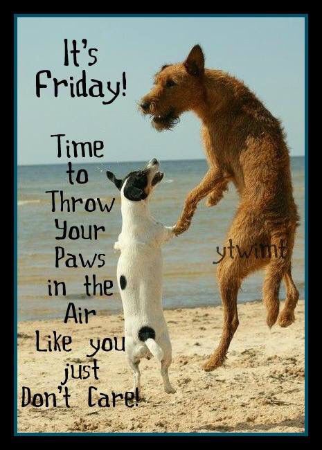 Funny Happy Friday, Friday Cat, Funny Good Morning Messages, Friday Funny, Friday Meme, Friday Images, Funny Friday Memes, Anne Taintor, Dogs Playing