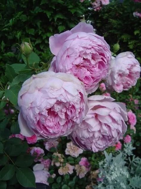 Garden Design Flowers, Cottage Garden Roses, Rose Garden Design, Roses Beautiful, Austin Rose, Rose Care, David Austin Roses, David Austin, Rose Bush