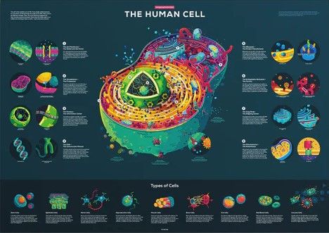 Cell Poster, Human Cell, Academic Poster, Science Art Projects, Biology Poster, Science Infographics, Cells Project, Scientific Poster, Research Poster