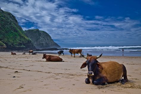 Cows on the beach at Coffee Bay - 10 best beaches to escape the crowds in South Africa South Africa Road Trips, African Beach, Coffee Bay, Nguni Cattle, Beach Coffee, Space Explorer, Endless Opportunities, Eastern Cape, Secluded Beach