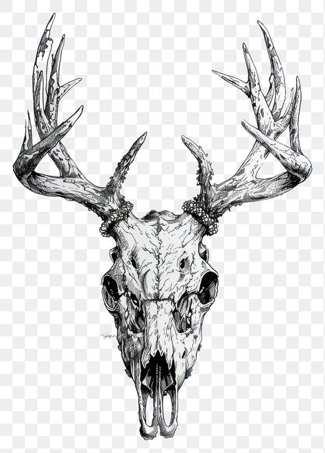 Buck Skull Drawing, Deer Skull Design, Deer Skull Back Tattoo, Deer Skull Reference, Deer Skull Sketch, Deer Skull Tattoo For Men, Animal Skull Drawing Sketches, Elk Skull Drawing, Elk Skull Tattoo