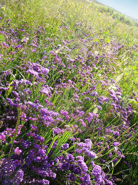 Purple Statice, Yellow Sunflowers, Yellow Sunflower, Flower Farm, Cut Flowers, Santa Barbara, A Flower, Perennials, Wild Flowers