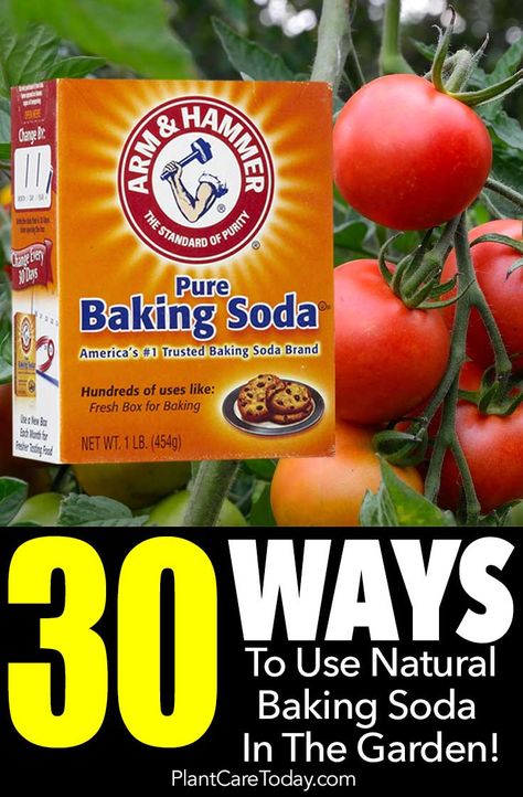 30 Ways To Use Natural Baking Soda In The Garden Baking Soda In The Garden, Baking Soda Drain Cleaner, Natural Soda, Baking Soda Shampoo Recipe, Cider Press, Natural Baking, Baking Soda Benefits, Baking Soda Water, Soda Brands