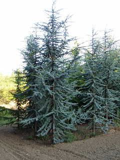 Weeping Blue Atlas Cedar, Cedar Of Lebanon, Blue Atlas Cedar, Cedrus Atlantica, Evergreen Landscape, Atlas Cedar, Conifers Garden, Water Wise Plants, Front Flower Beds