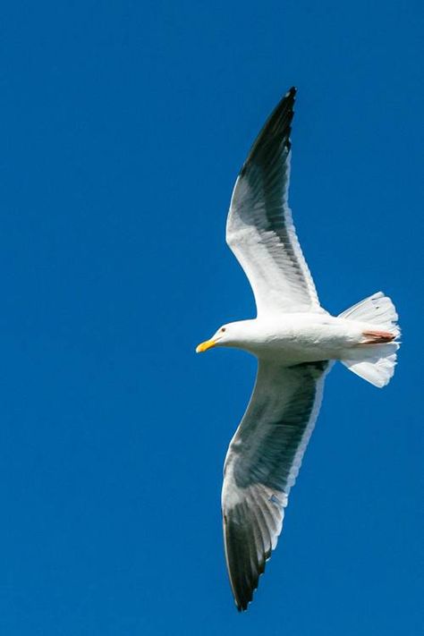 Seagull Flying Over Ocean, Seagull In Flight, Sea Gulls Flying, Seagulls In Flight, Seagull Photography, Flight Wings, Flying Seagull, Bird Painting Acrylic, Sea Gulls