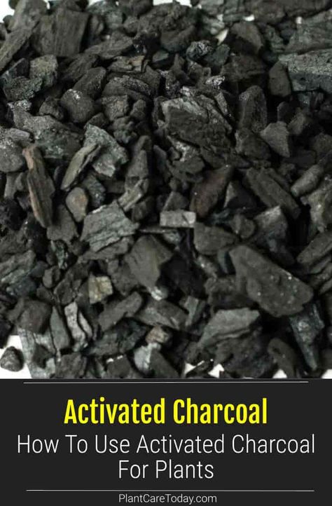 Activated Charcoal: How To Use Activated Charcoal For Plants Horticultural Charcoal, What Is Activated Charcoal, Planting In Pots, Activated Charcoal Uses, Charcoal Uses, Food Growing, Flower Tips, Air Cleaning Plants, Orchid Seeds