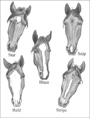 If you hang around a stable for any length of time, you’ll notice that horse people have a language all their own. This language — which sounds like a foreign tongue to the uninitiated — is what horse people use to describe the intricate details of the horse’s body. Checking out the parts Nature made … Horse Markings, Horse Lessons, Horse Facts, Horse Info, Horse Anatomy, Horse Camp, Horse Face, Horse Drawings, Horse Blankets