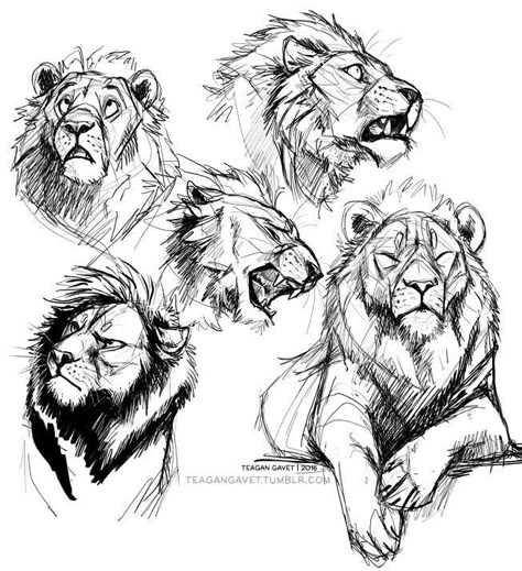 Lion reference Drawing Reference Animals, Reference Animals, Lion Sketch, Lion Drawing, Animal Drawings Sketches, Big Cats Art, Lion Art, Animal Sketches, Drawing Poses