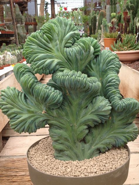 Myrtillocactus geometrizans f. cristata (Dinosaur Back Plant) is an interesting, waxy blue cactus that forms a tree-like trunk which has a tendency to fan out... #myrtillocactus #succulentopedia #cactus #CactiAndSucculents #WorldOfSucculents #cacti #CactusLove #SucculentPlant #SucculentPlants #cactusmania #CactusLover #CactusObsession #CactusCollection #plant #plants #CactusGarden #garden #DesertPlants #nature Myrtillocactus Geometrizans, Kaktus Dan Sukulen, Blue Cactus, Weird Plants, Unusual Plants, Desert Plants, Unique Plants, Cactus Y Suculentas, Cactus Garden