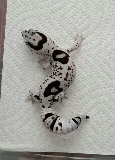 Whiteout Oreo African Fat-Tailed Gecko Spotted Gecko, Leopard Gecko Cute, Leopard Gecko Habitat, Gecko Habitat, Cute Gecko, Cute Lizard, Creature Fantasy, Cute Reptiles, Leopard Gecko