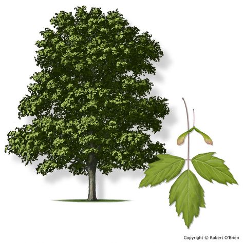 Texas A&M Forest Service - Trees of Texas - List of Trees Boxelder Tree, Texas Trees, Elder Tree, Honey Locust, Deer Resistant Plants, Tree Sap, Box Elder, Southern Ontario, House Outdoor