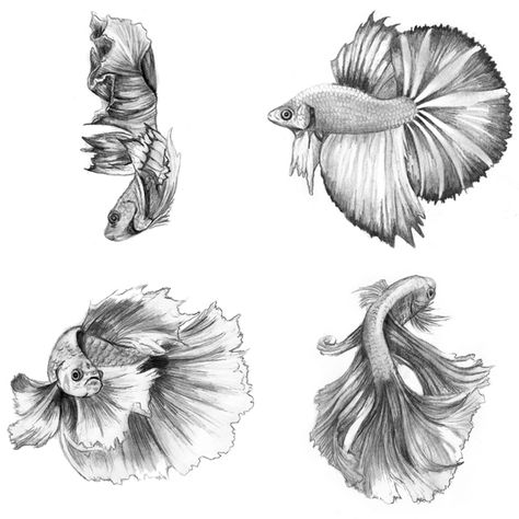 Siamese Fighting Fish, 2014, Pencil on Card Stock, 4 x 6 inches each #animals #art #betta #drawing #sketch #traditionalart Betta Fish Drawing, Betta Tattoo, Betta Fish Tattoo, Fish Sketch, Fish Drawing, Carpe Koi, Art Tumblr, Fish Illustration, Fish Drawings