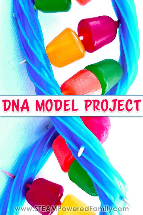 Learn all about DNA, including: What is DNA? Where to find DNA? What does DNA do? Then build a DNA model using easy to find supplies. A fantastic way to introduce young students to the building blocks of life. Follow it up with a DNA extraction experiment. Learn more at STEAMPoweredFamily.com Dna Models Projects, Dna Double Helix Model Projects, Diy Dna Model, Dna Model Project Ideas Biology, Dna Model Project Ideas, Dna Double Helix Model, What Is Dna, Dna Model Project, Dna Extraction