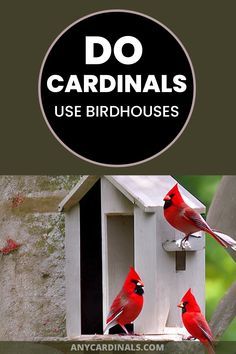 650 Sq Ft House Plans, Attract Bats, Cardinal Bird House, Detailed House, Bird House Plans Free, Backyard Birds Sanctuary, Backyard Birds Feeders, Beautiful Birdhouses, Bird Houses Ideas Diy